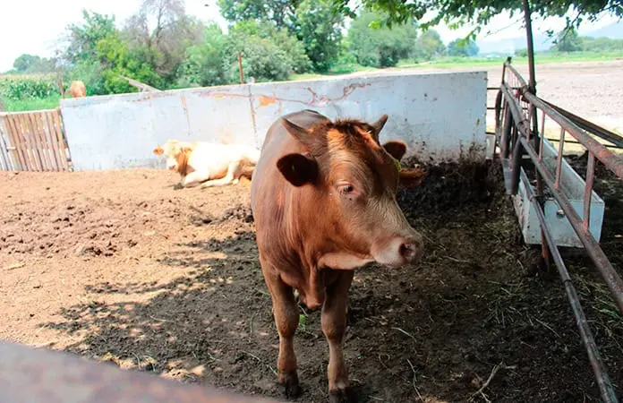 Gusano barrenador hace estragos en la Zona Huasteca