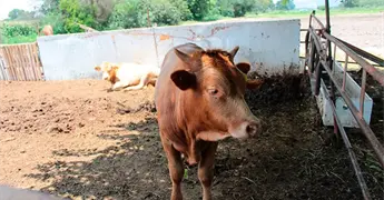 Gusano barrenador hace estragos en la Zona Huasteca