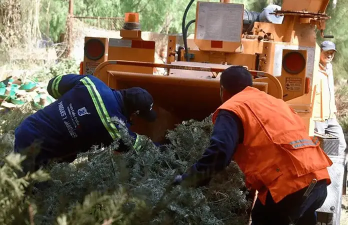Se recolectaron más de 600 árboles de navidad