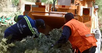 Se recolectaron m&aacute;s de 600 &aacute;rboles de navidad