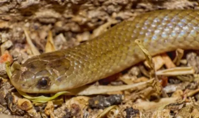 UNAM y BUAP descubren nueva especie de serpiente subterr&aacute;nea