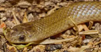 UNAM y BUAP descubren nueva especie de serpiente subterr&aacute;nea