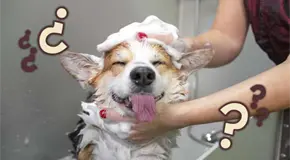 Bañar a tu perro también tiene ciencia