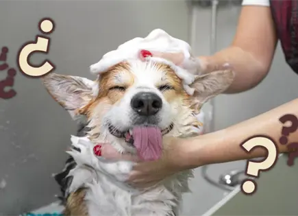 Ba&ntilde;ar a tu perro tambi&eacute;n tiene ciencia