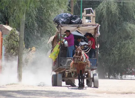 Ecología retira a 5 carretonero que usan animales de tiro Ecología retira a 5 carretonero que usan animales de tiro