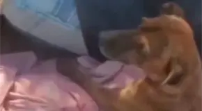 Hombre lanza a perro en plaza de toros; exigen justicia (video)