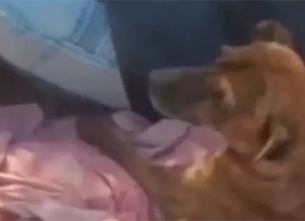 Hombre lanza a perro en plaza de toros; exigen justicia (video)