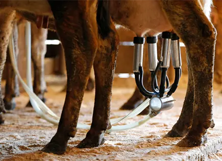 Muere reci&eacute;n nacido por infecci&oacute;n de listeria