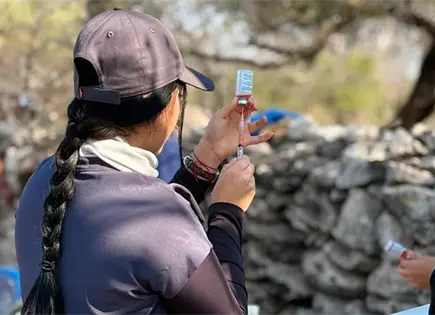 Vacunan ganado contra la rabia