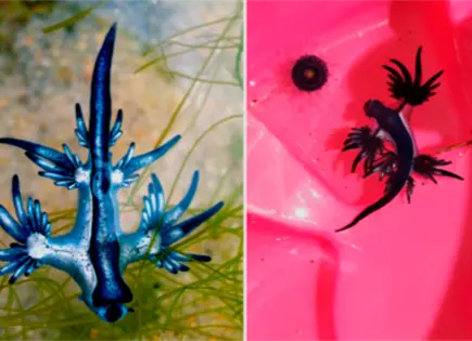 Drag&oacute;n azul sorprende en playas de Colima