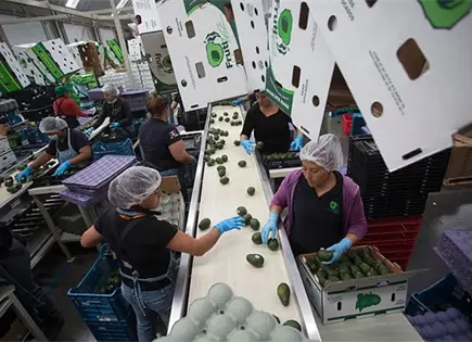 Por S&uacute;per Bowl, compran m&aacute;s aguacate