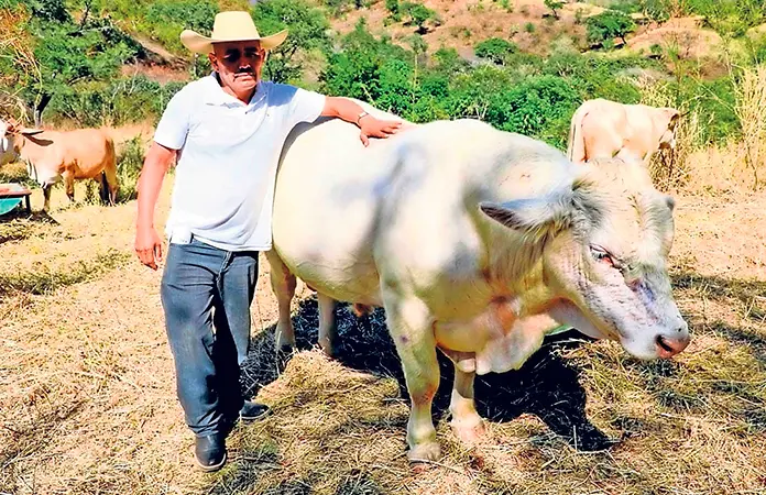 Importarán larvas contra barrenador
