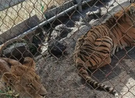 Rescatan a tigre de bengala y leona africana en Michoac&aacute;n