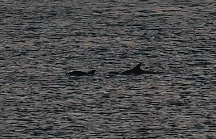Ven &eacute;xito en pol&iacute;gono de vaquita marina