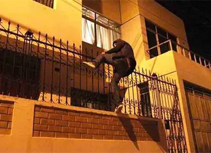 Prevalecen delitos patrimoniales en SL