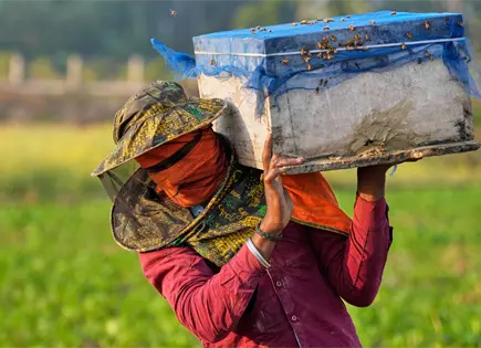 Apicultores migratorios en Assam enfrentan cambio clim&aacute;tico y p&eacute;rdidas