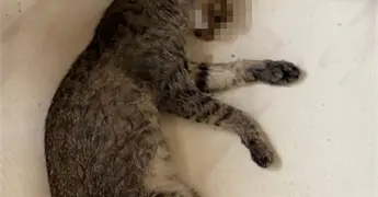 Envenenan mascotas en Fracc. Infonavit 2