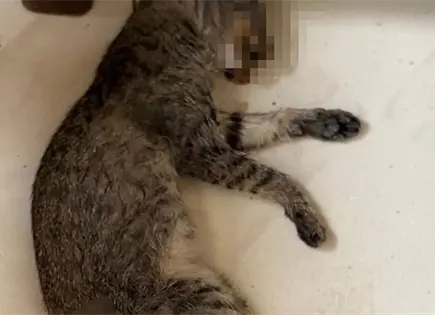 Envenenan mascotas en Fracc. Infonavit 2