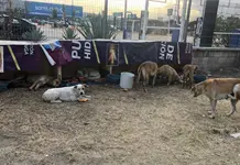 Denuncian desaparici&oacute;n de perros comunitarios