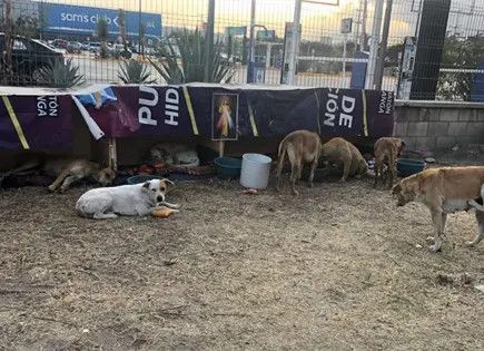 Denuncian desaparici&oacute;n de perros comunitarios
