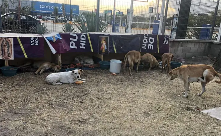 Denuncian desaparici&oacute;n de perros comunitarios