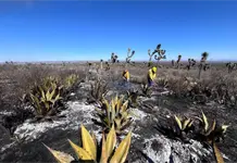 M&aacute;s de 10,000 ha da&ntilde;adas por incendios en tres municipios