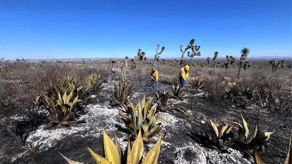 Incendio en Santo Domingo, controlado al 40%: CEPC