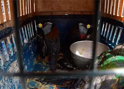 Rescatan en Per&uacute; a aves silvestres en cautiverio