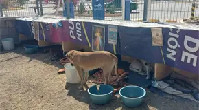 Reaparecen seis perros comunitarios desaparecidos en SNM