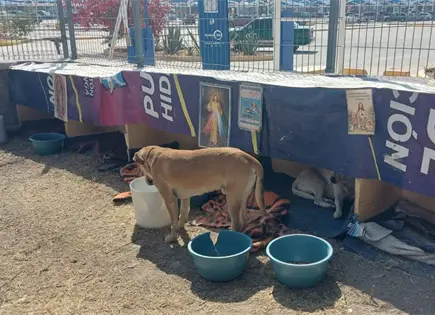 Reaparecen seis perros comunitarios desaparecidos en SNM