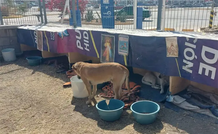 Reaparecen seis perros comunitarios desaparecidos en SNM