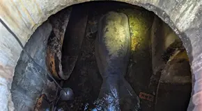 Rescatan a manat&iacute; en drenaje de Florida; est&aacute; en SeaWorld