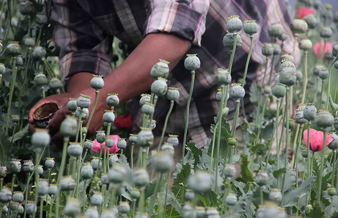 Pobreza revive siembra de amapola en Guerrero