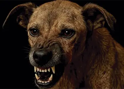 Presentan Soledades que muerden