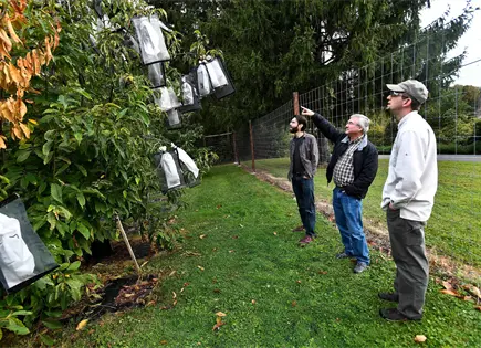 The American Chestnut Foundation impulsa restauraci&oacute;n del casta&ntilde;o americano