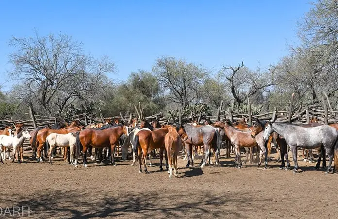 Confirman casos de rabia bovina