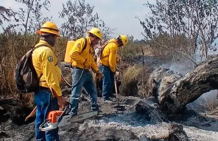 Fuego daña la fauna y flora en cientos de hectáreas de terreno
