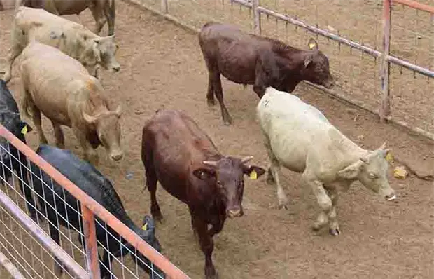 El cierre fronterizo ha costado millones