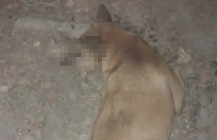 Denuncian que envenenan perros en la Santa Rosa