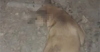 Denuncian que envenenan perros en la Santa Rosa