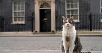 &iquest;Qu&eacute; significado tiene el color de tu gato?