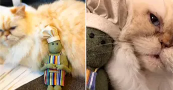Fallece Miss Penny, gatita de Tiny Chef, y conmueve a fans