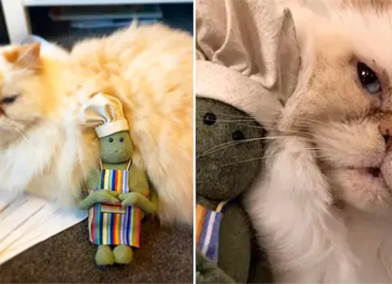 Fallece Miss Penny, gatita de Tiny Chef, y conmueve a fans