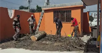 Talan peligroso &aacute;rbol de un jard&iacute;n de ni&ntilde;os