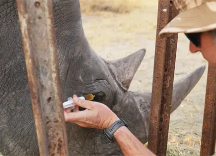 Palm Beach Zoo salva rinoceronte blanco en Zimbabue