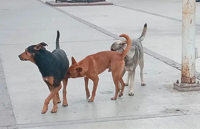 Exigen razzia canina