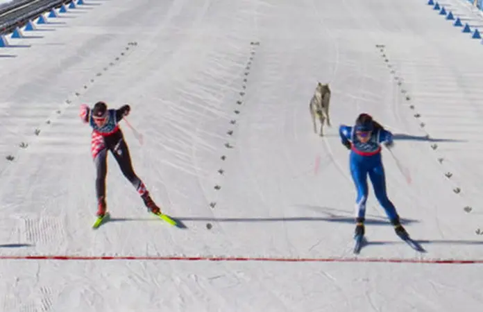 Un perro suelto hace un cameo olímpico
