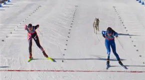 Un perro suelto hace un cameo ol&iacute;mpico