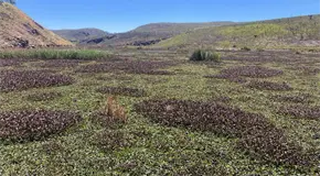 Indagan aguas residuales y metales pesados en presa San José Indagan aguas residuales y metales pesados en presa San José