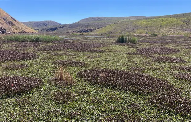 Indagan aguas residuales y metales pesados en presa San José Indagan aguas residuales y metales pesados en presa San José